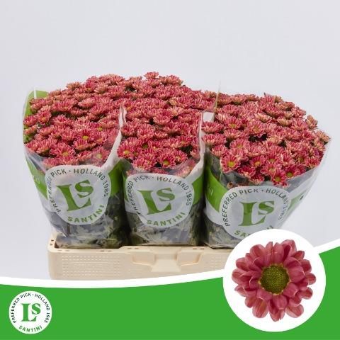 Сантини Росси Лобстер, шт.