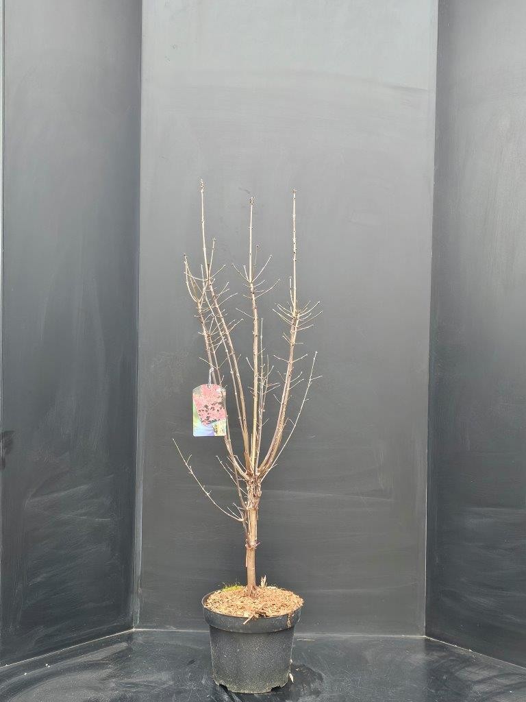 Acer griseum, D 29
