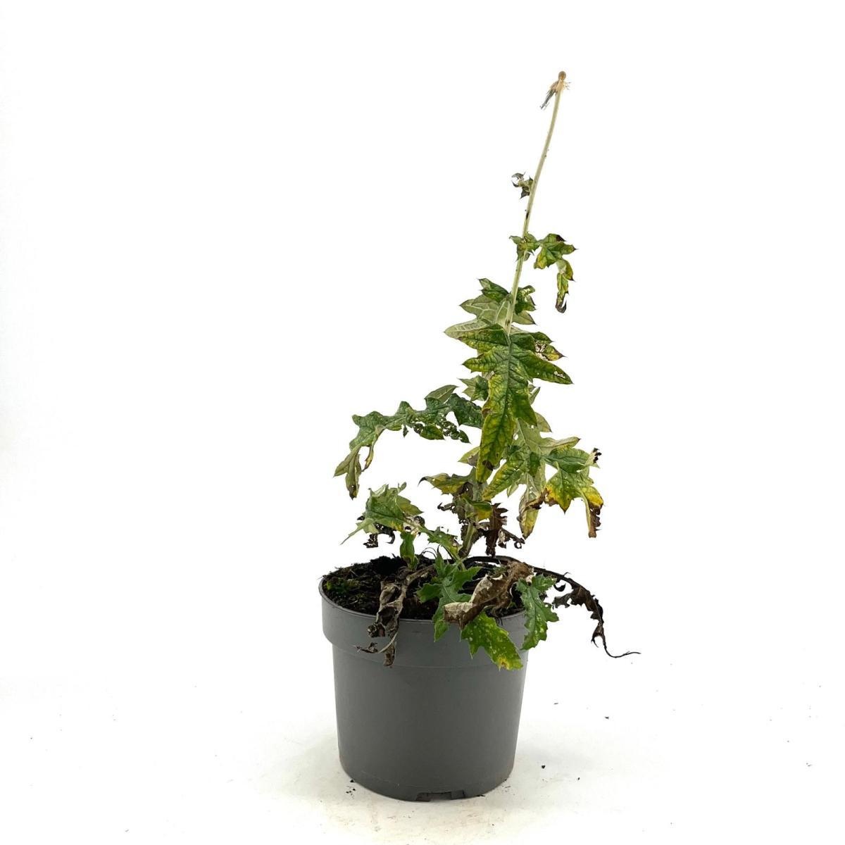 Echinops bannaticus 'Taplow Blue', D 17