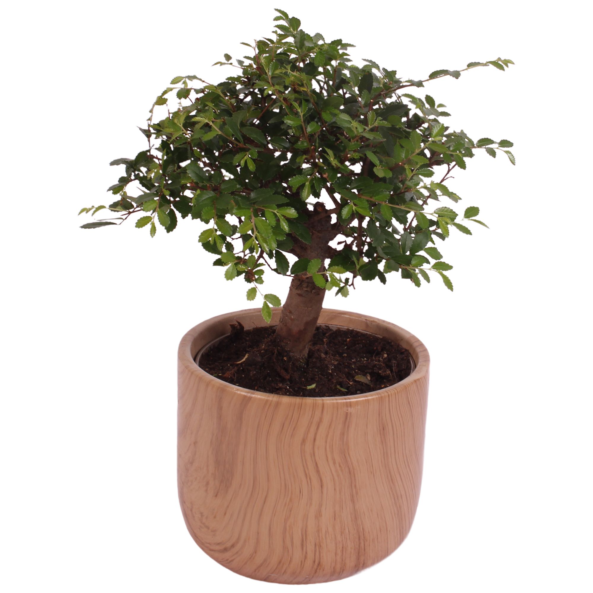 Bonsai Indoor Mix Ø12cm Ball Shape in Ø14cm Ceramic NT565, D 14