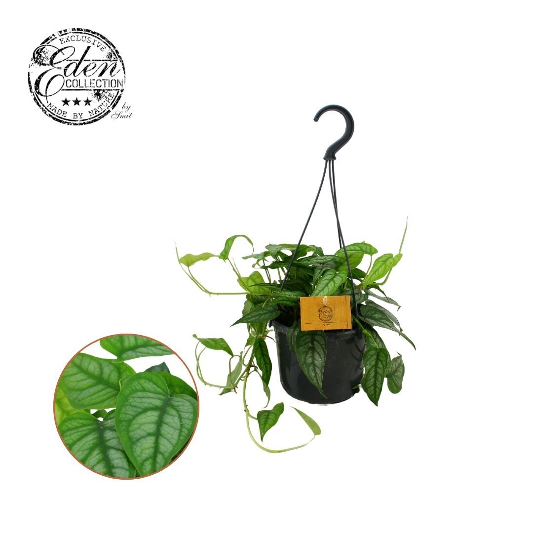 Monstera Siltepecana 15cm HP, D 15 cm