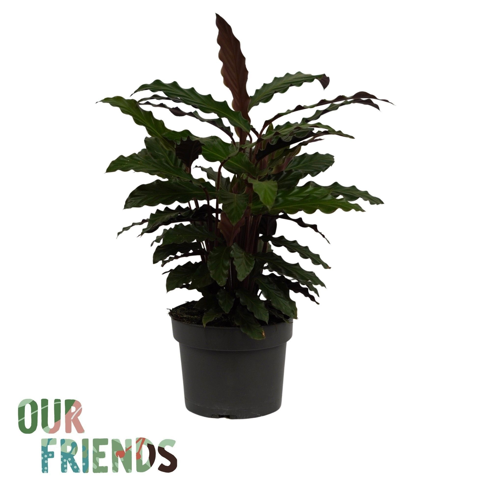 Calathea Rufibarba | Our Friends, D 19