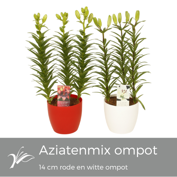 Lilium aziatenmix rode en witte kunststof ompot 14 cm (az. lelie), D 14 cm Lilium aziatenmix rode en witte kunststof ompot 14 cm (az. lelie), D 14 cm