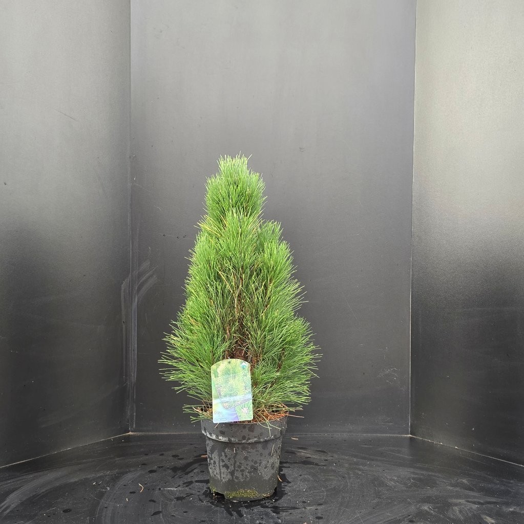 Pinus nigra Green Tower, D 26 cm