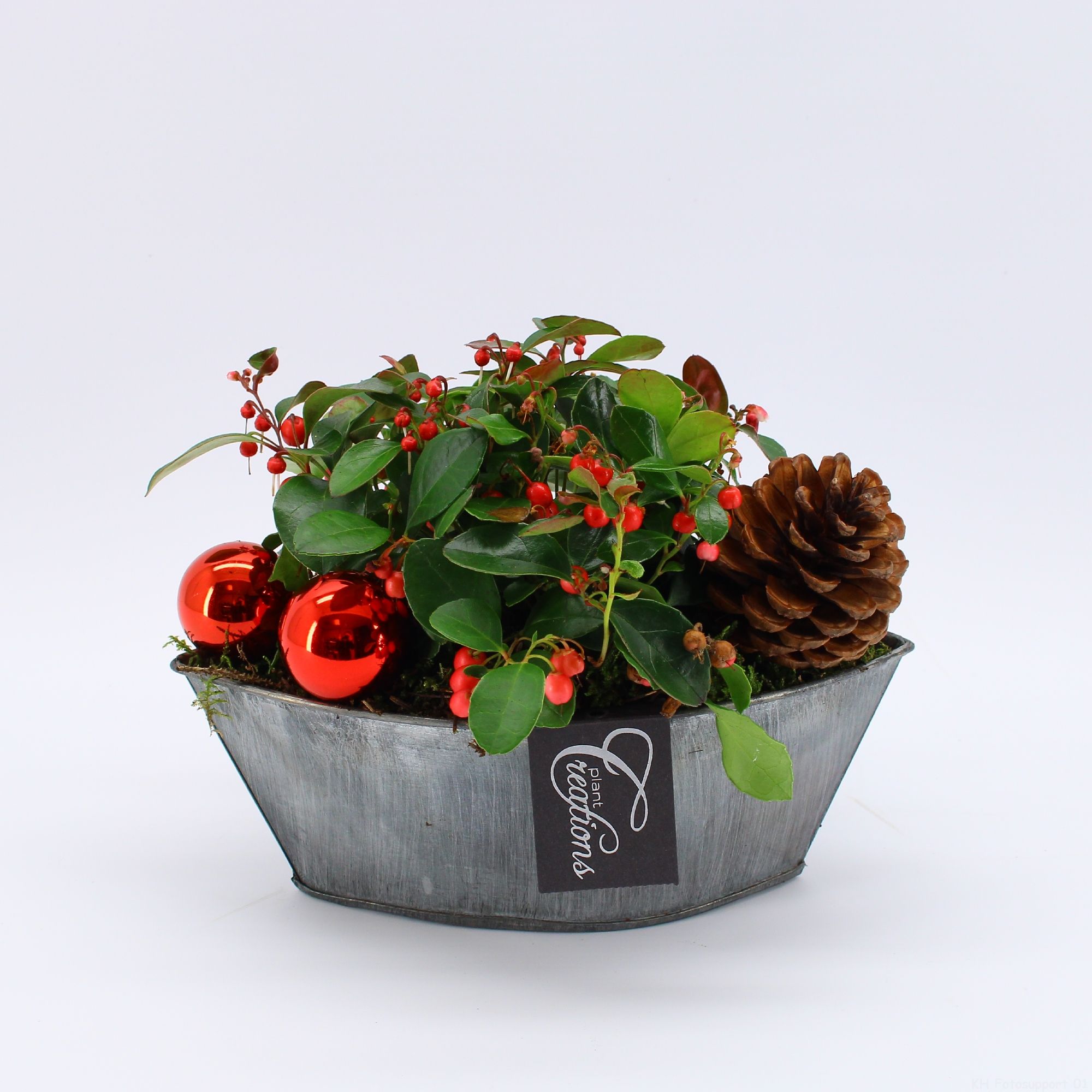 GACR-2511 Gaultheria creatie, D 22 cm