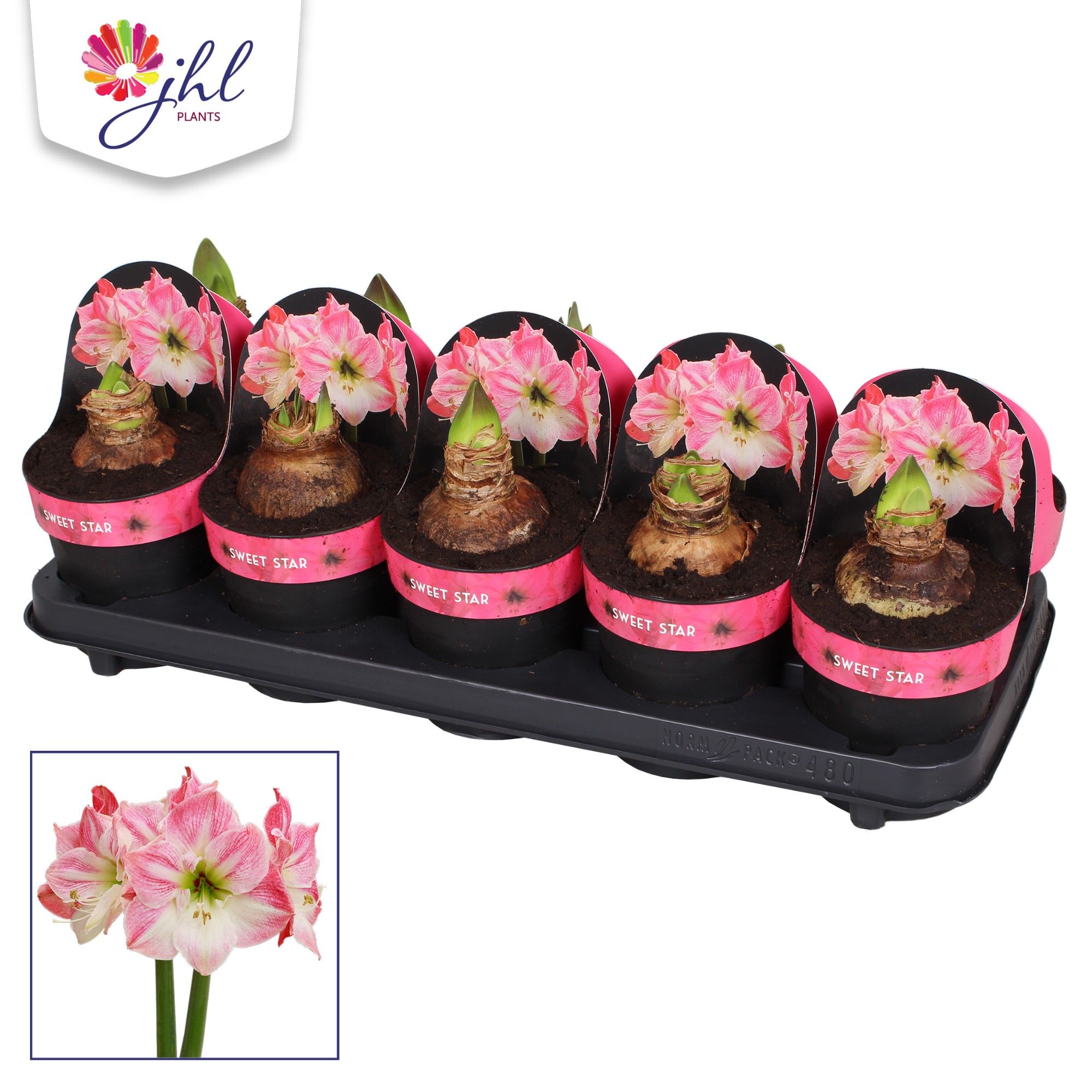 Amaryllis Sweet Star, D 12 cm Amaryllis Sweet Star, D 12 cm