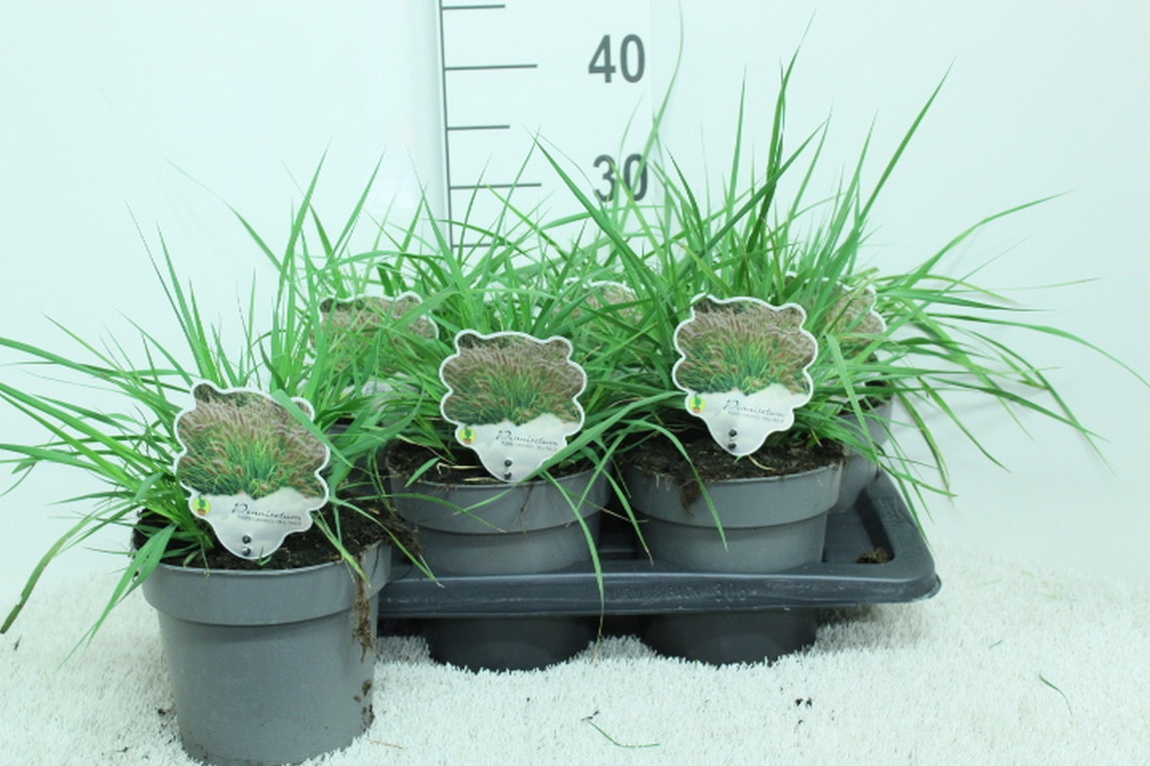 Pennisetum orientale 'Tall Tails' P17, D 17