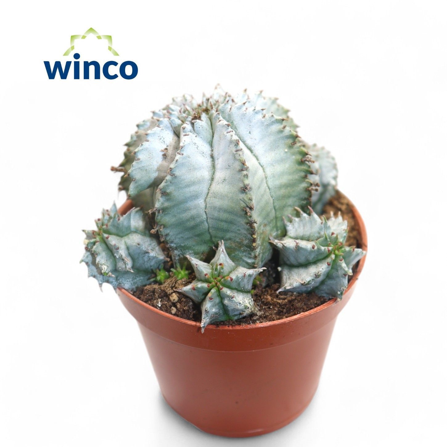 Euphorbia Horrida Alba, D 8,5 cm