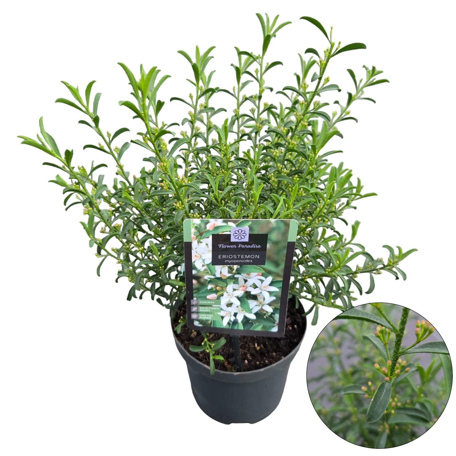 Eriostemon myoporoides, D 19