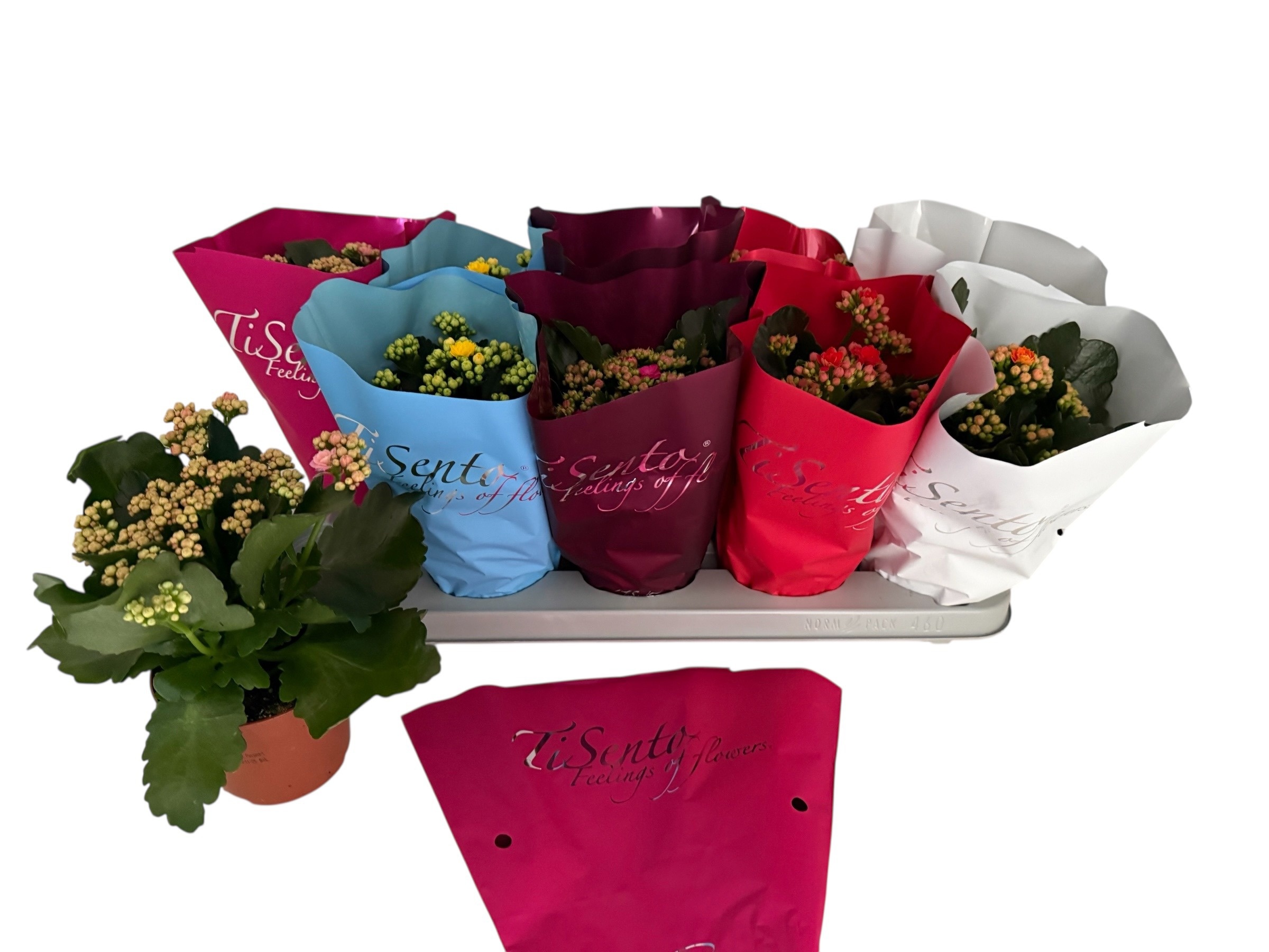 Calandiva 12 cm | Januari | Mix, D 12