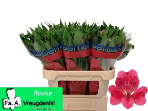 Альстромерия Рома, шт.
