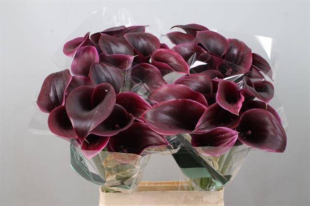 Калла Кантор 65, шт.