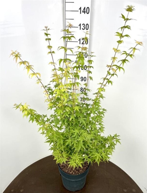 Acer pal. 'Bi-hoo', D 32