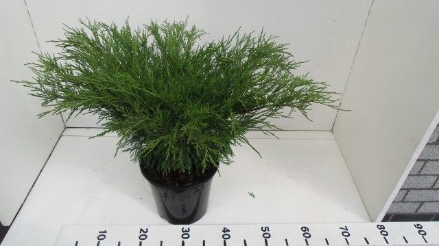 Juniperus sabina, D 19