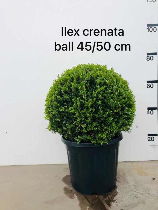Ilex crenata 'Green Glory', bol, D 40