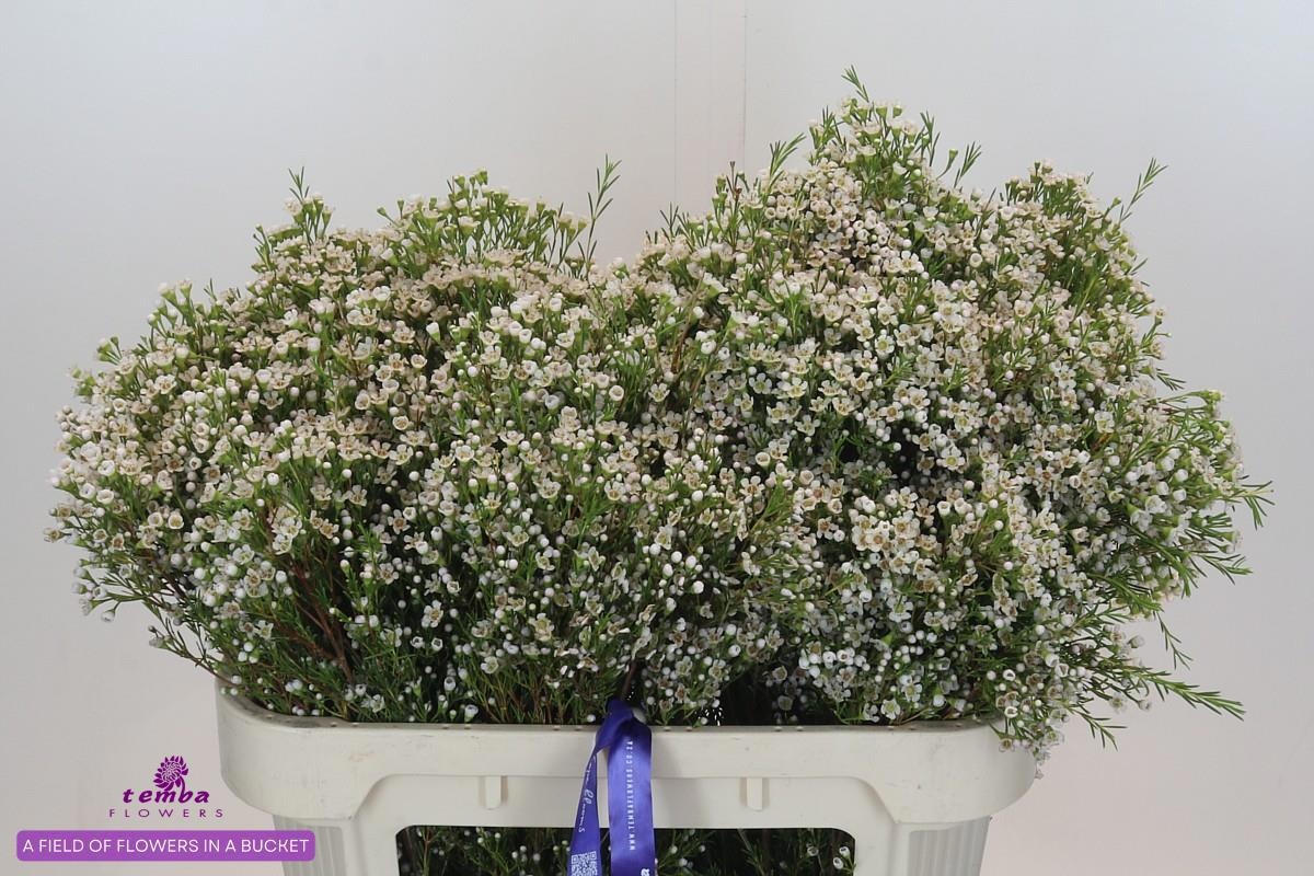 Шамелациум Перл Баттонс 70, шт.