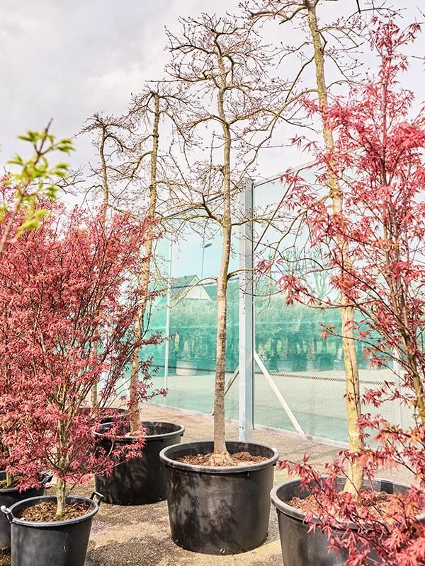 Acer pal. diss. 'Viridis', D 85