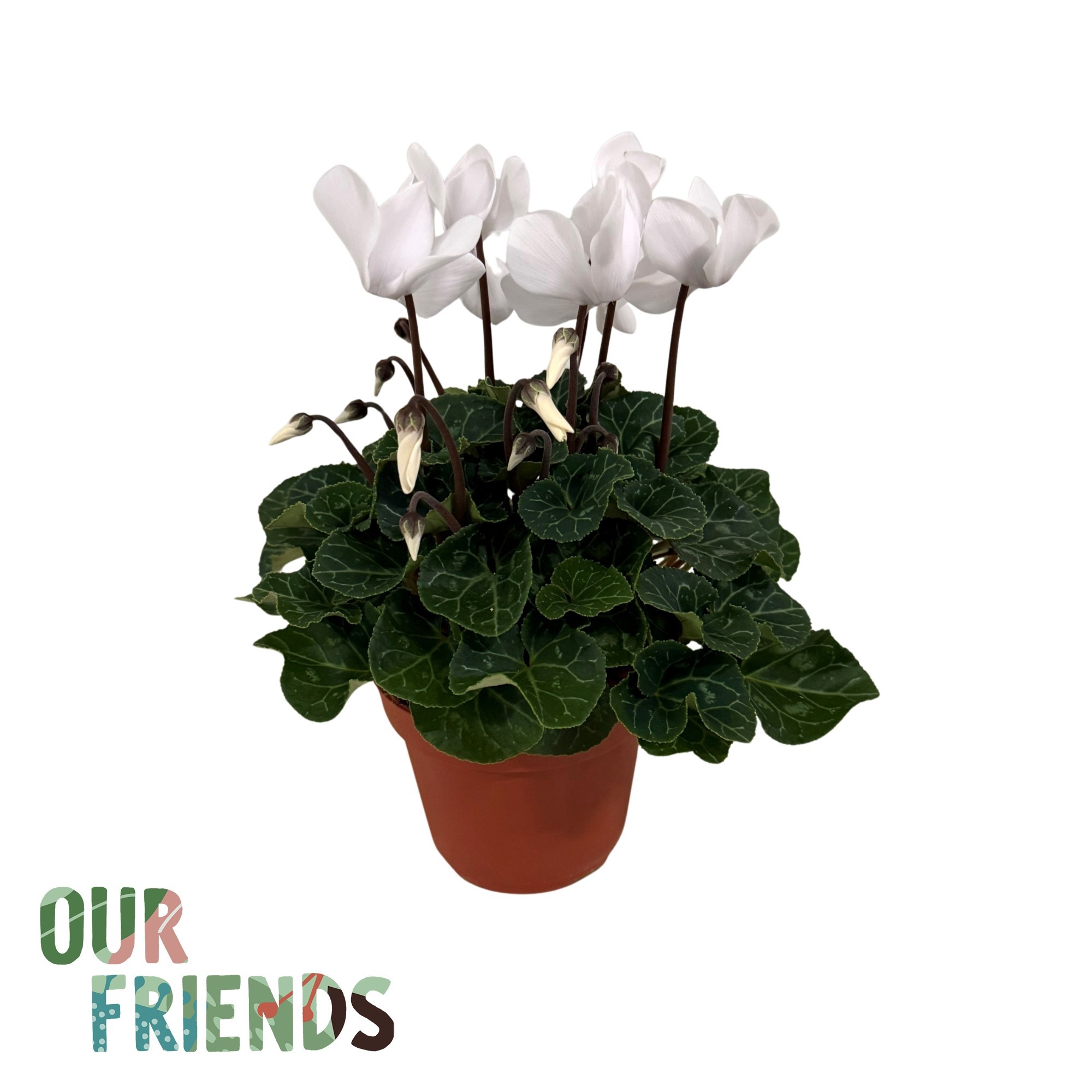 Cyclamen Elegante Pure White | Our Friends, D 12 cm