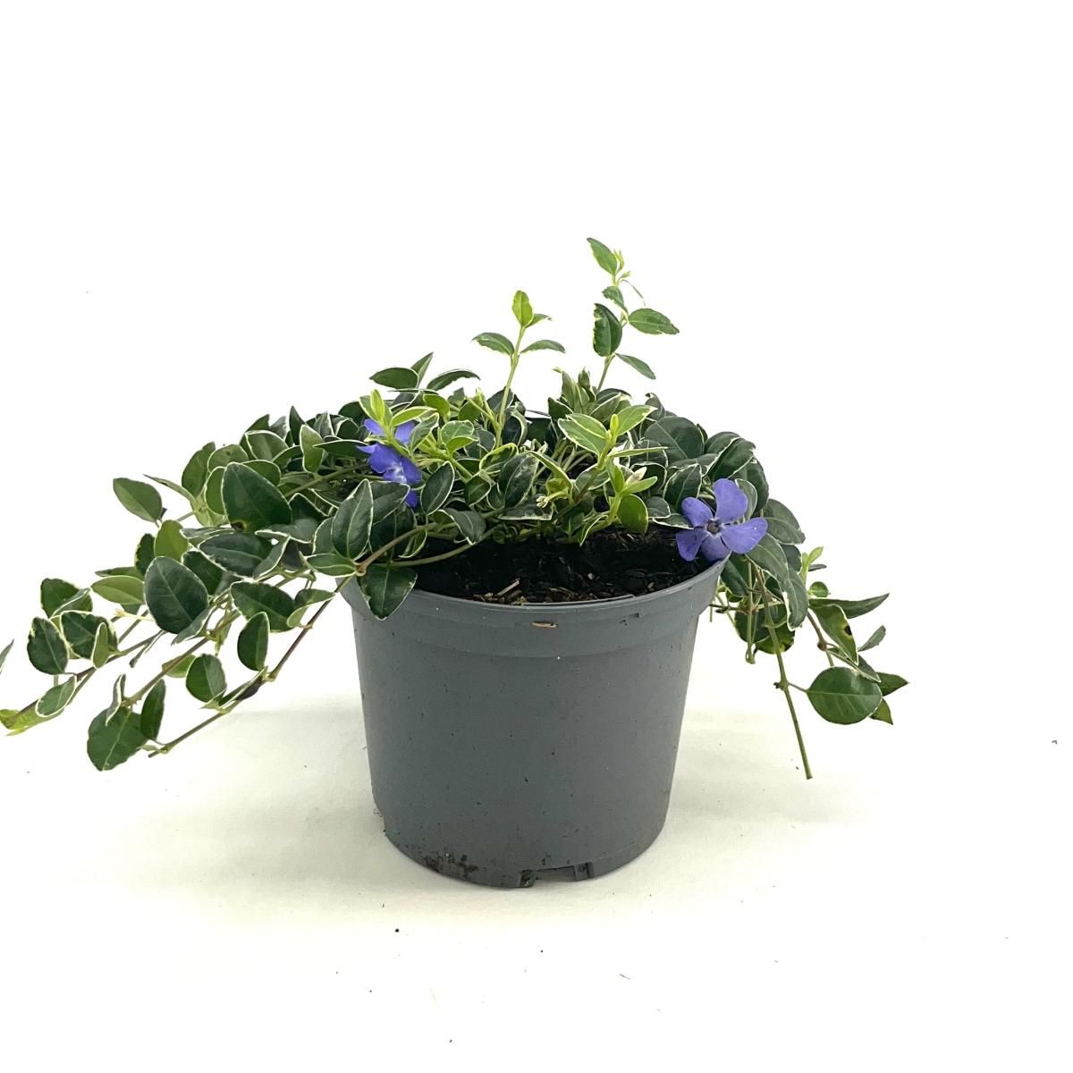 Vinca minor 'Ralph Shugert', D 17