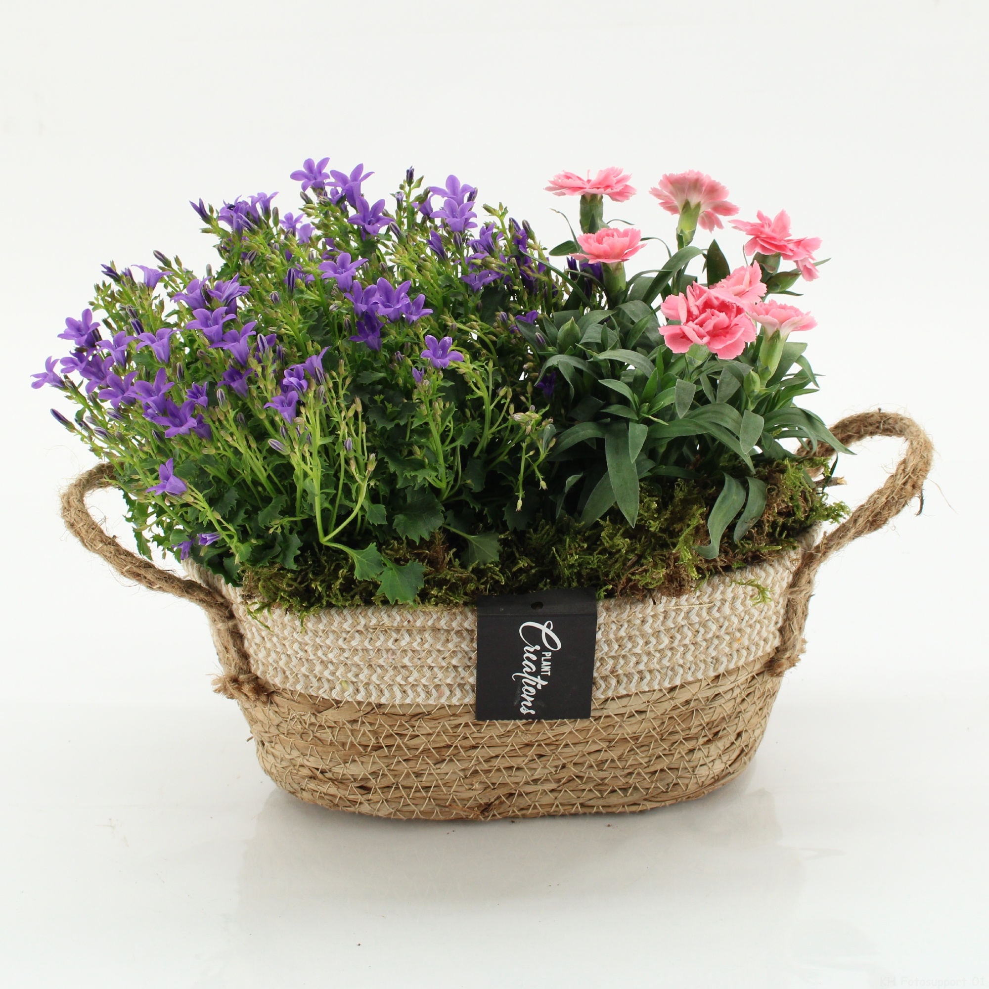 CACR-2605 Campanula creations, D 24