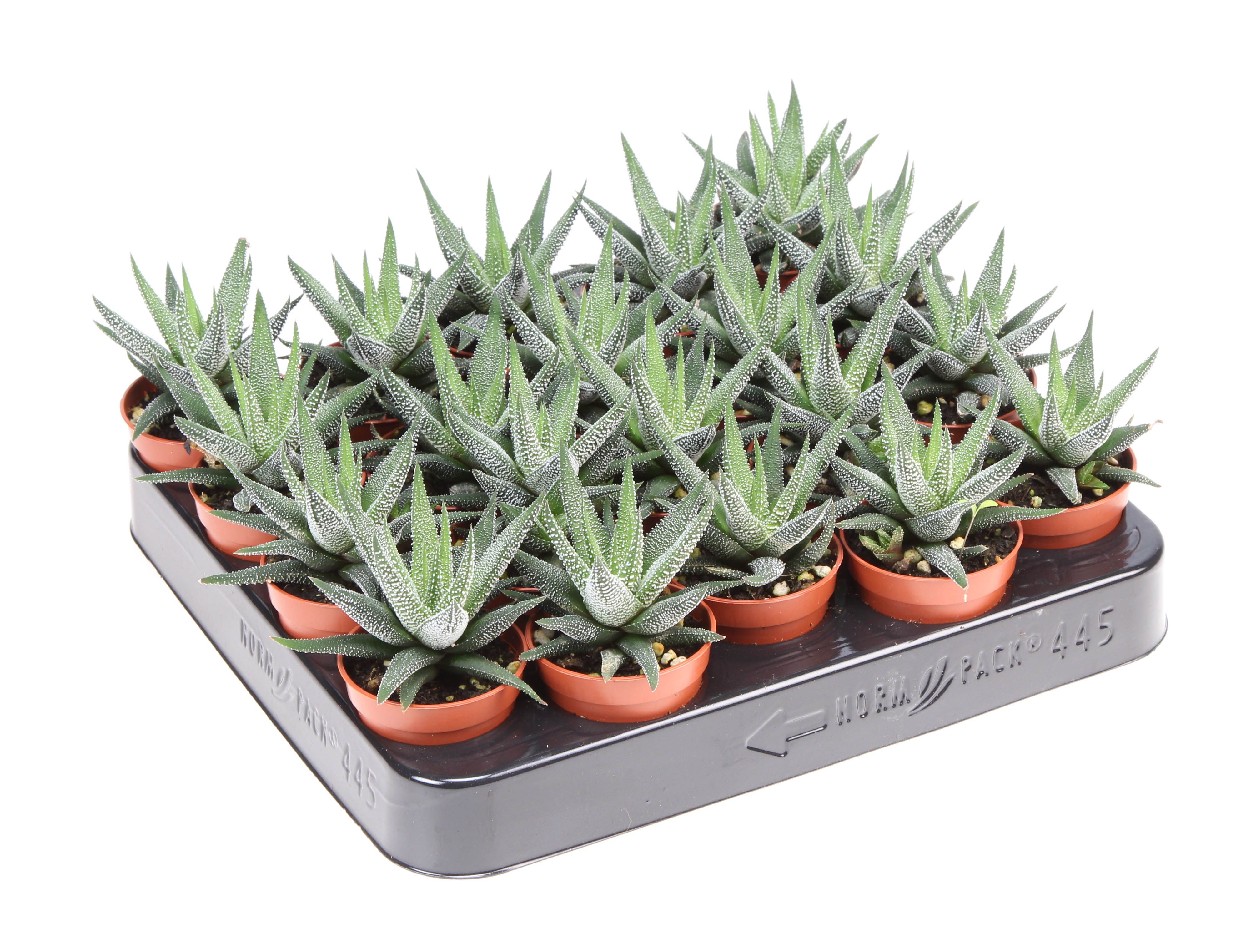 Haworthia fasciata concollor, D 5,5