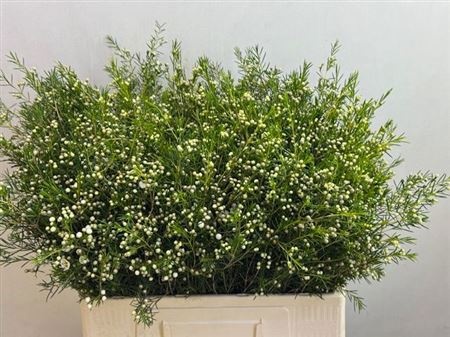 Шамелациум Офир 60, шт.