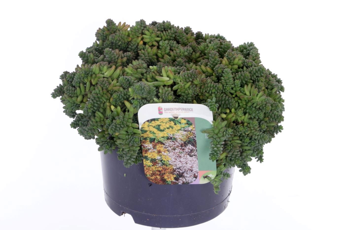 Sedum album Coral Carpet, D 17