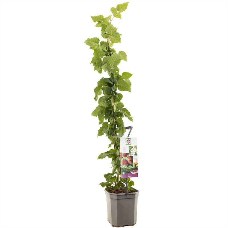 Rubus Tayberry P24 Kruising braam-framboos-loganbes, D 24