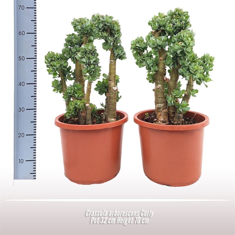 Crassula arborescens Curly, D 32 cm
