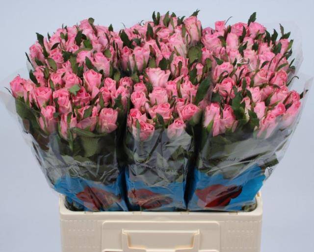 Роза од. Элиза 60, шт. Роза од. Элиза 60, шт.