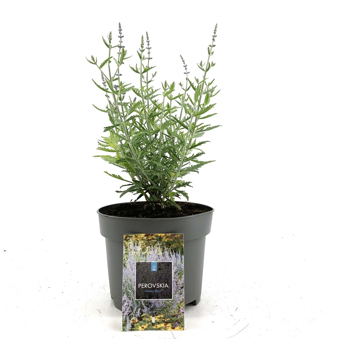 Perovskia atripl. Lacey Blue, D 17 cm