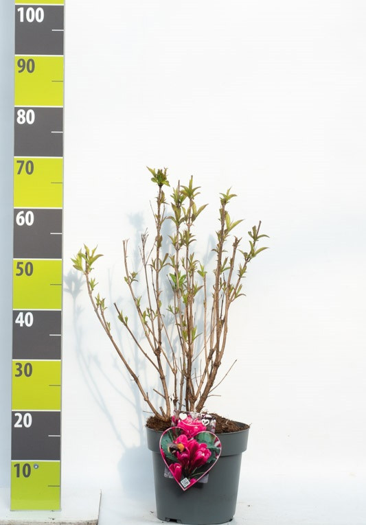 Weigela 'Big Love' C 4,6, D 23