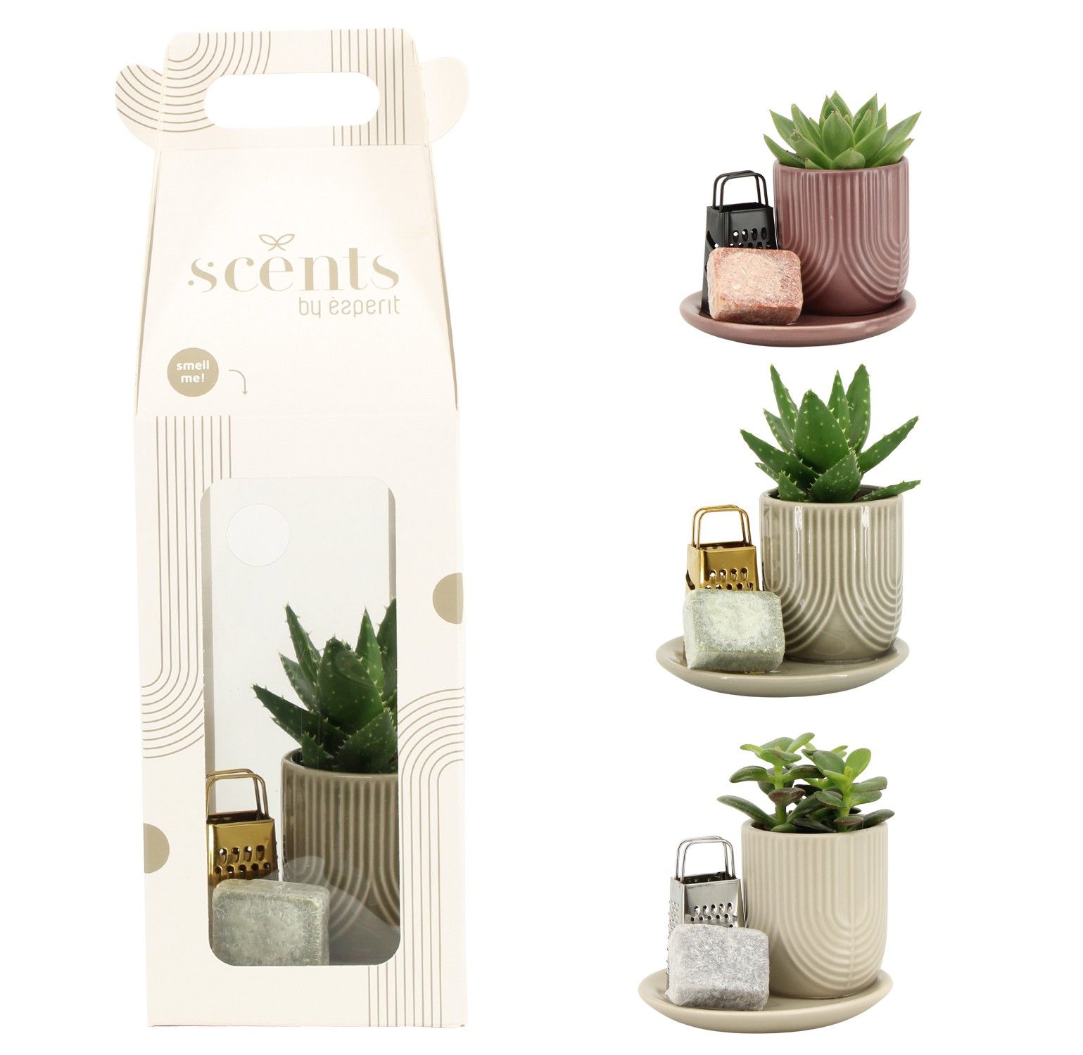90756: Scents arrangement, D 12,5