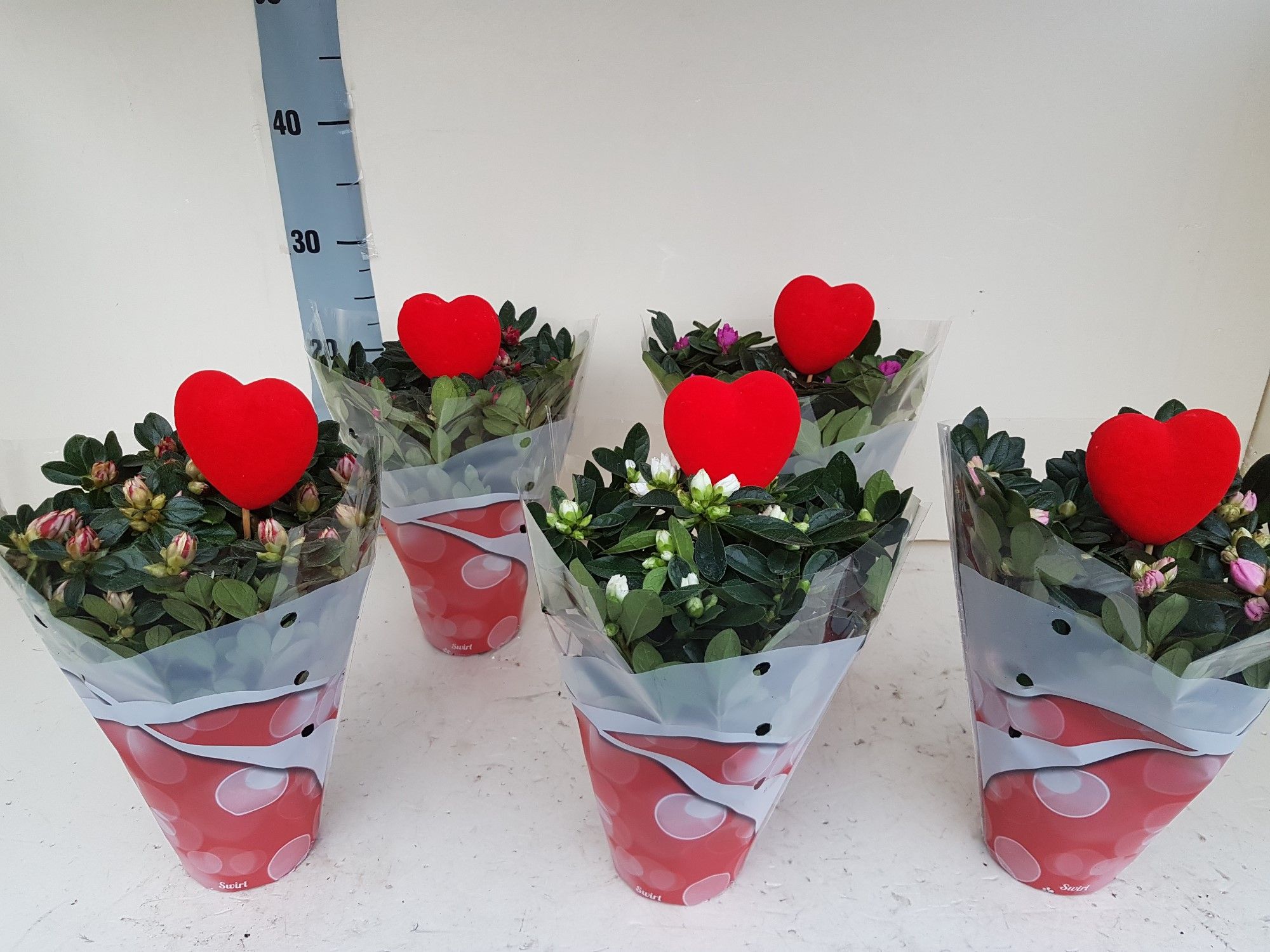 AZALEA VALENTIJN HOES 25 CM, D 12