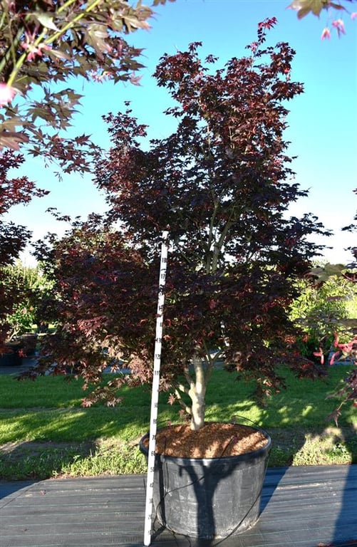 Acer pal. 'Bloodgood', D 96