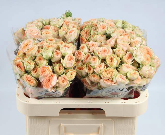 Роза куст. Холли 60, шт.