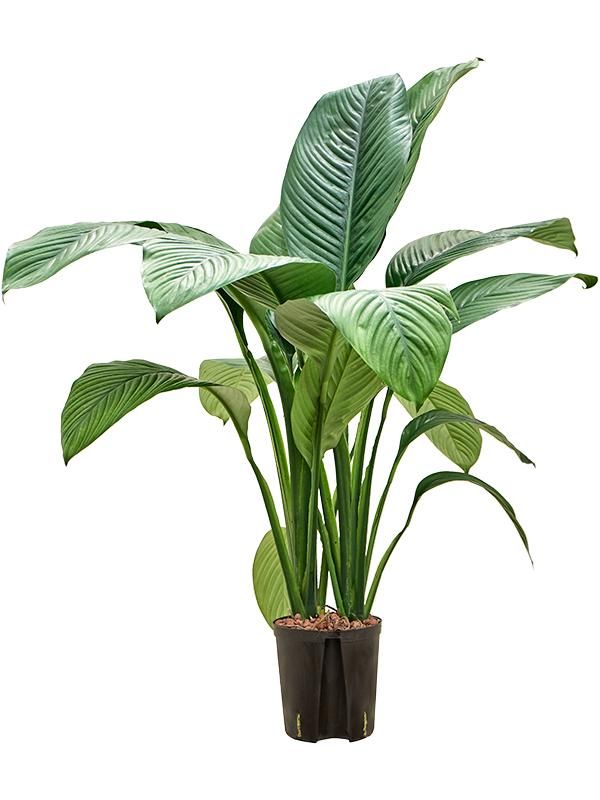 Spathiphyllum 'Sensation', D 18 cm