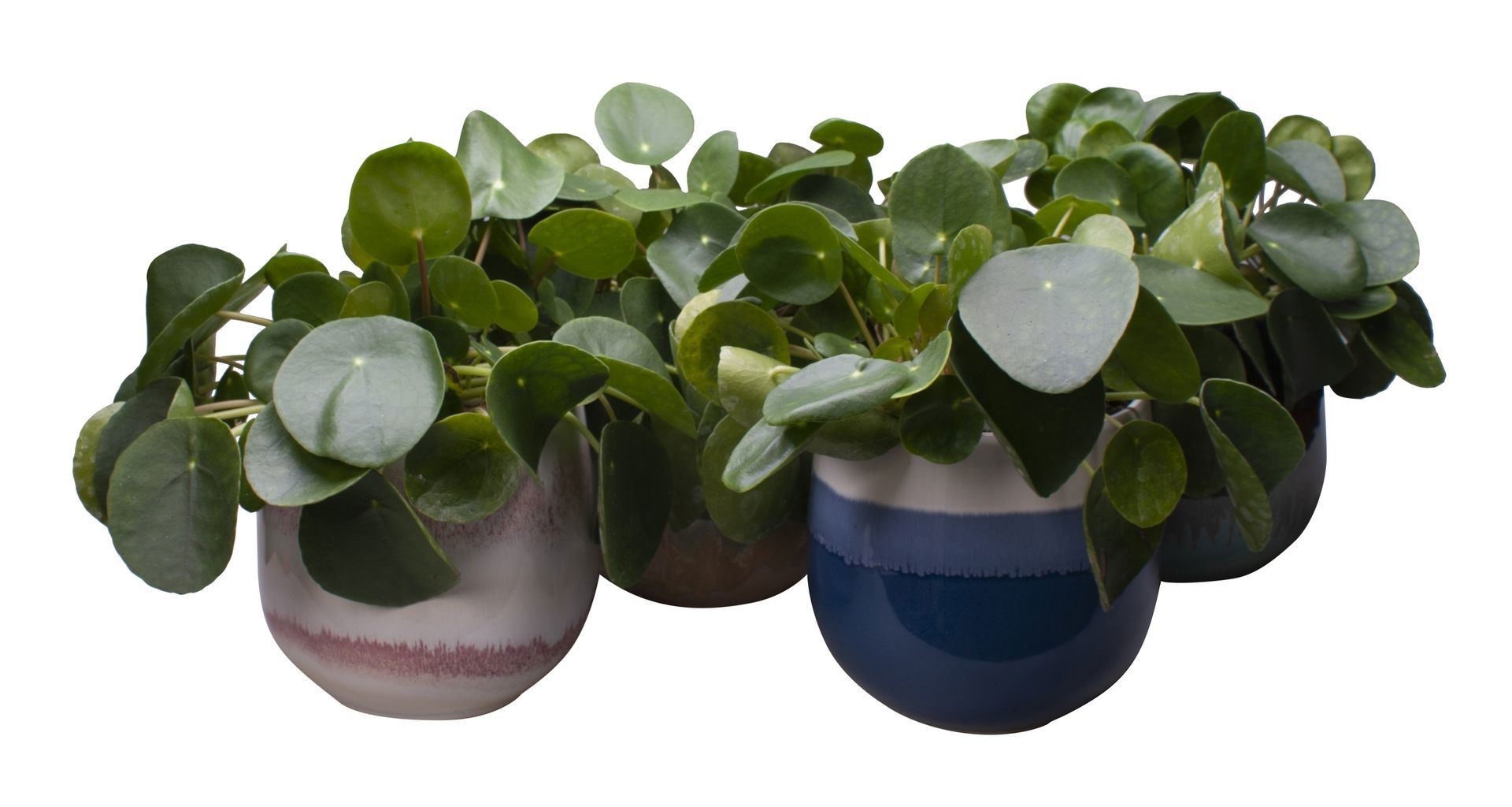 L 65411 with Pilea Peperomioides, D 12
