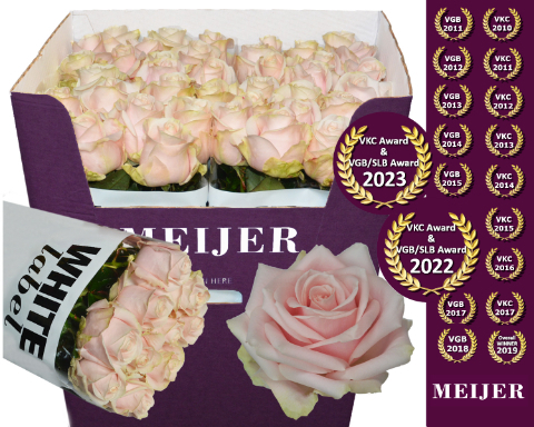 Роза од. Свит Аваланш+ 90, шт.