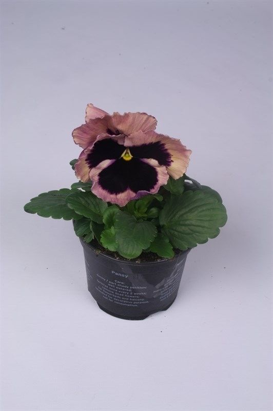 Viola x wittrockiana Delta F1 Rose Surprise, D 9 cm