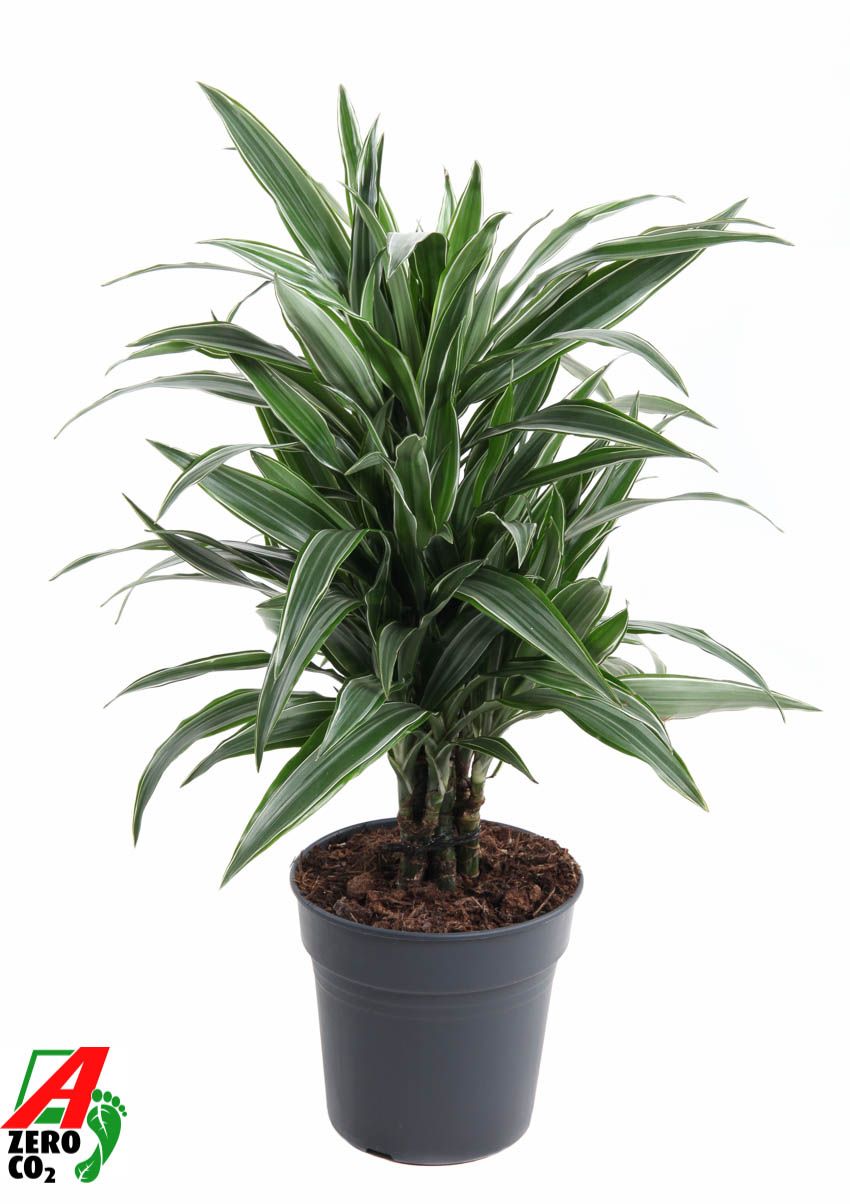 Dracaena Warneckei vertakt P21, D 21