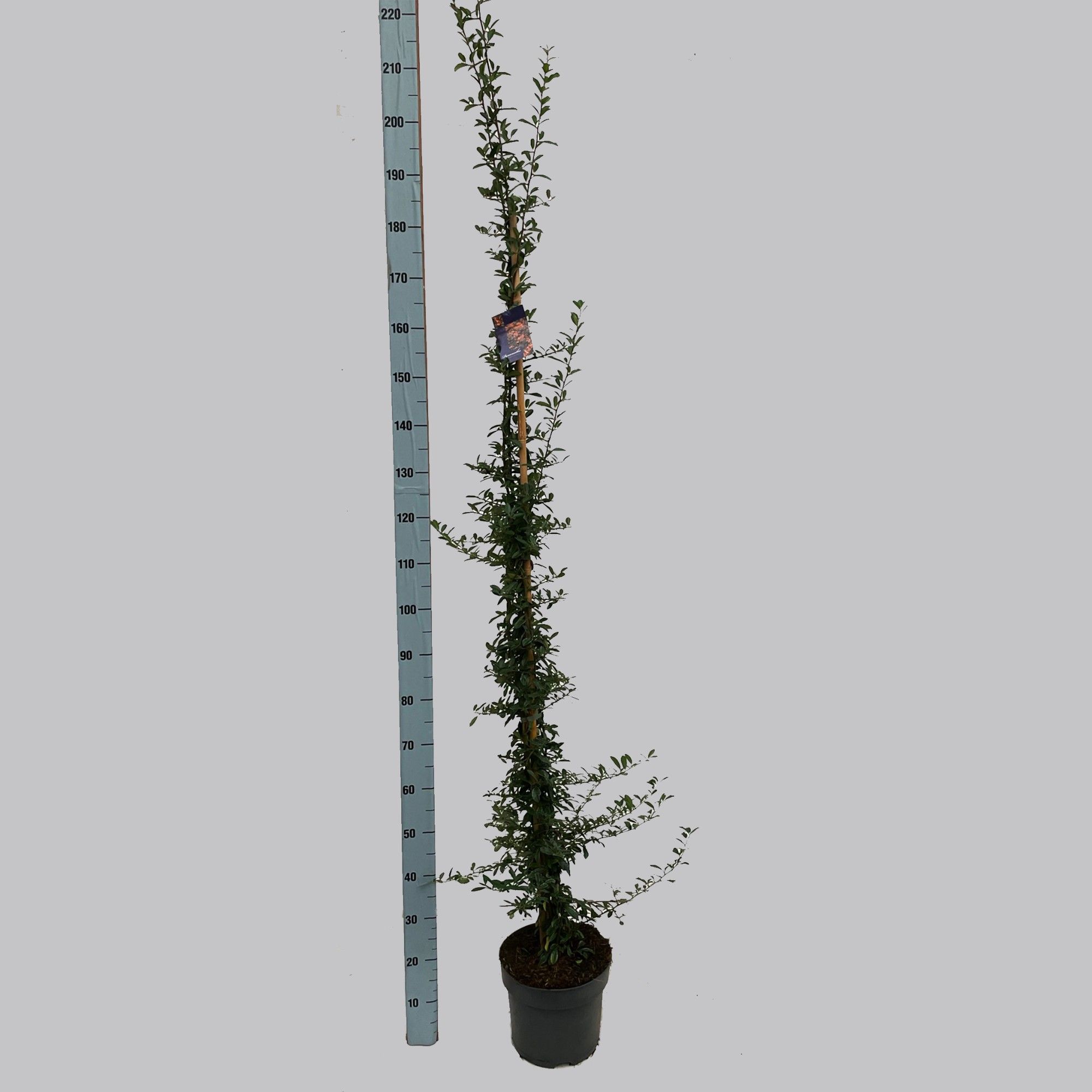 Pyracantha Golden Charmer lang 26/C7.5, D 26