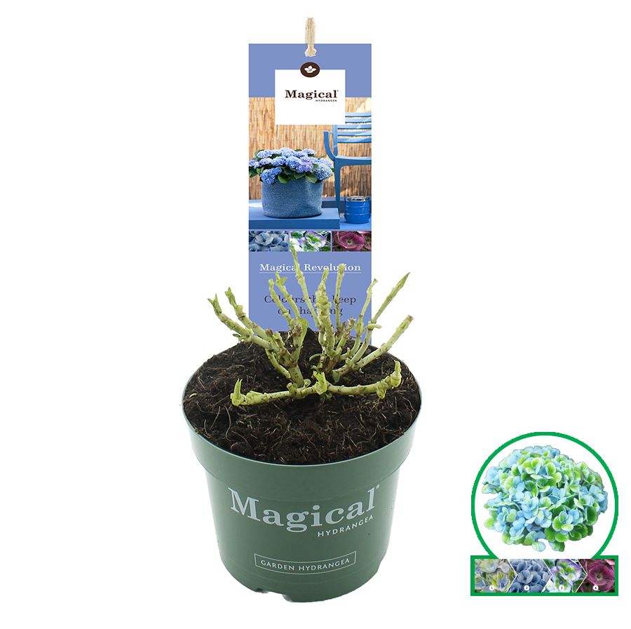 Hydrangea macr. Magical® 'Revolution'® Blauw C2 (17cm.), D 17