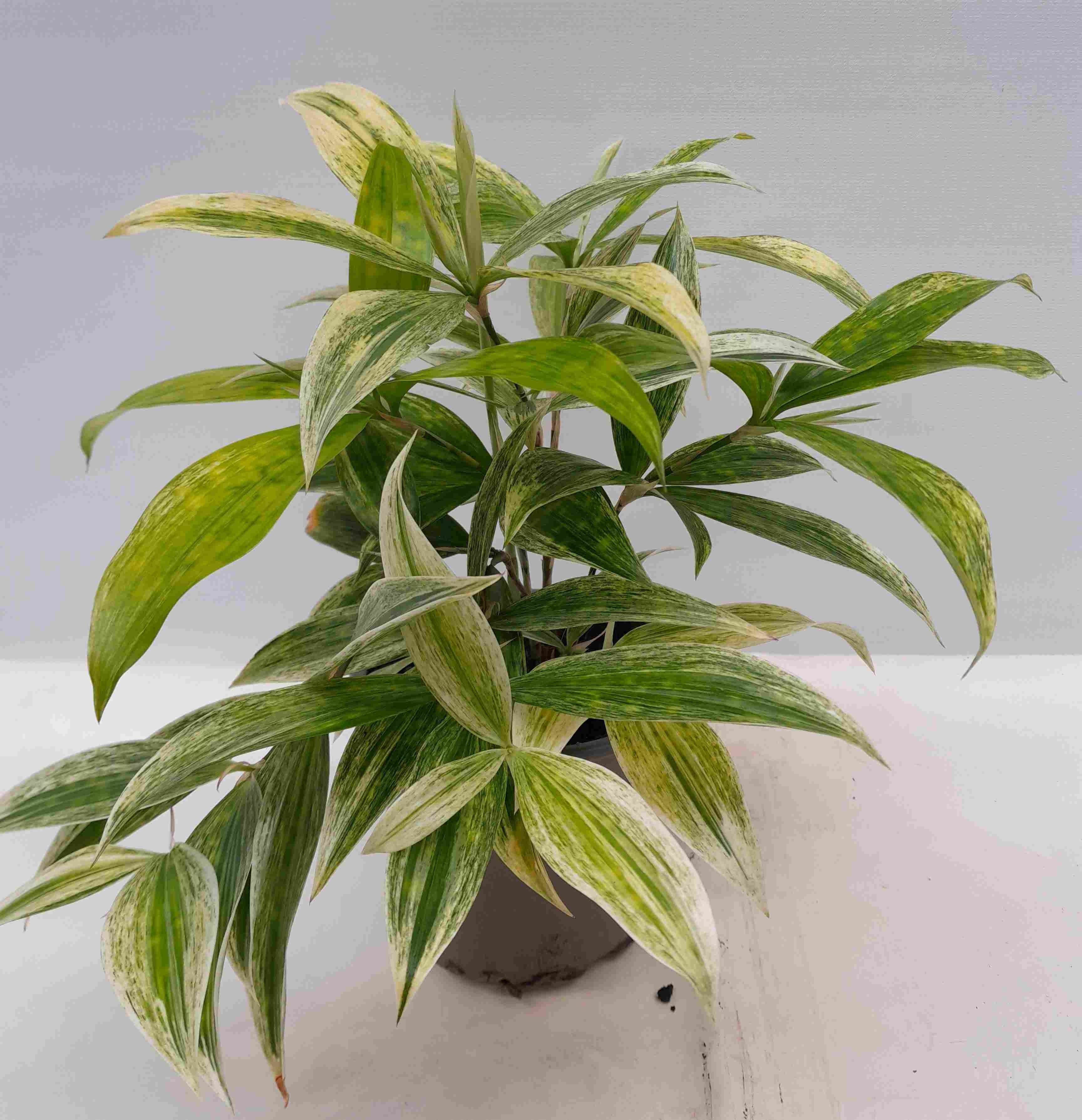 DRACAENA GODSEFFIANA Silver, D 12 cm DRACAENA GODSEFFIANA Silver, D 12 cm