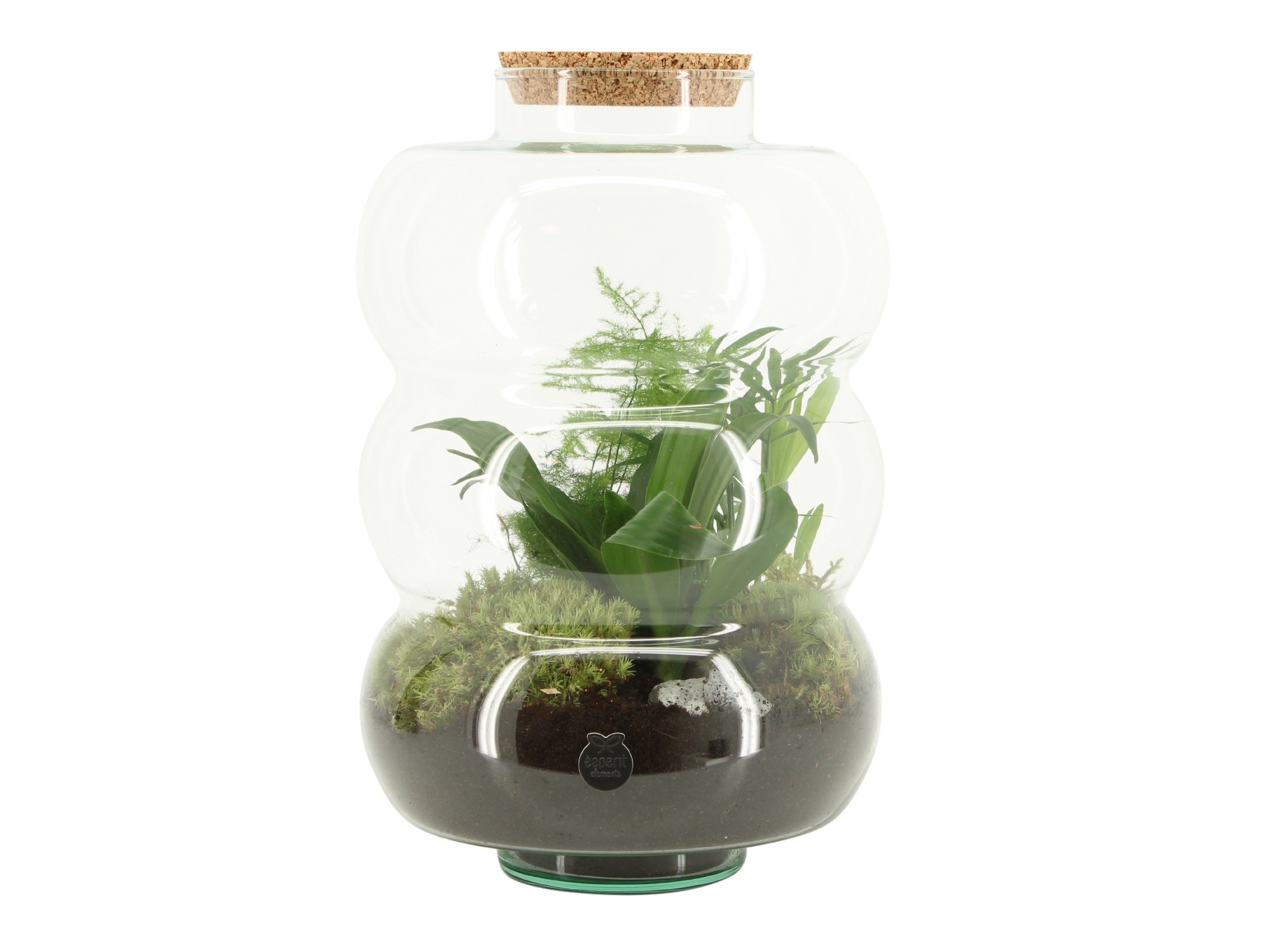 90585: Terrarium arrangement, D 21 cm 90585: Terrarium arrangement, D 21 cm