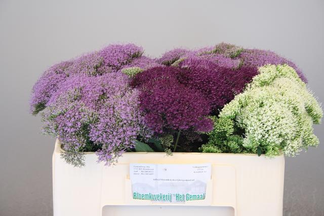 Трахелиум Микс в баке 50, шт.