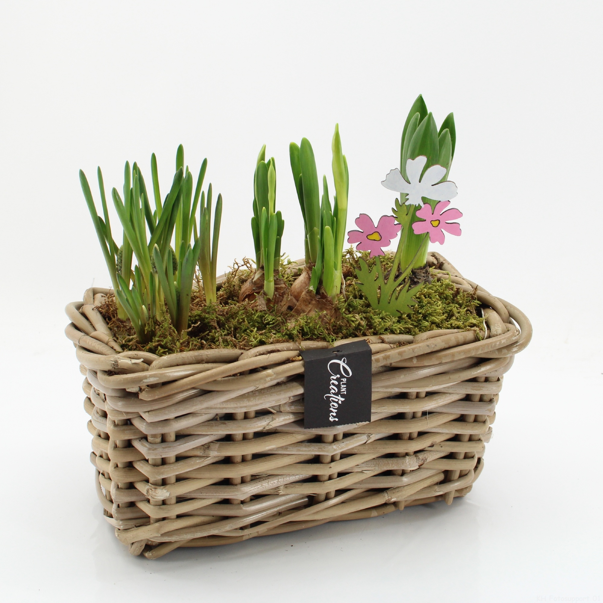 BLCR-2620 Bulbs creations, D 27