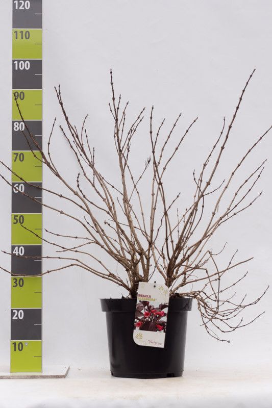 Weigela 'Alexandra' C 12, D 30