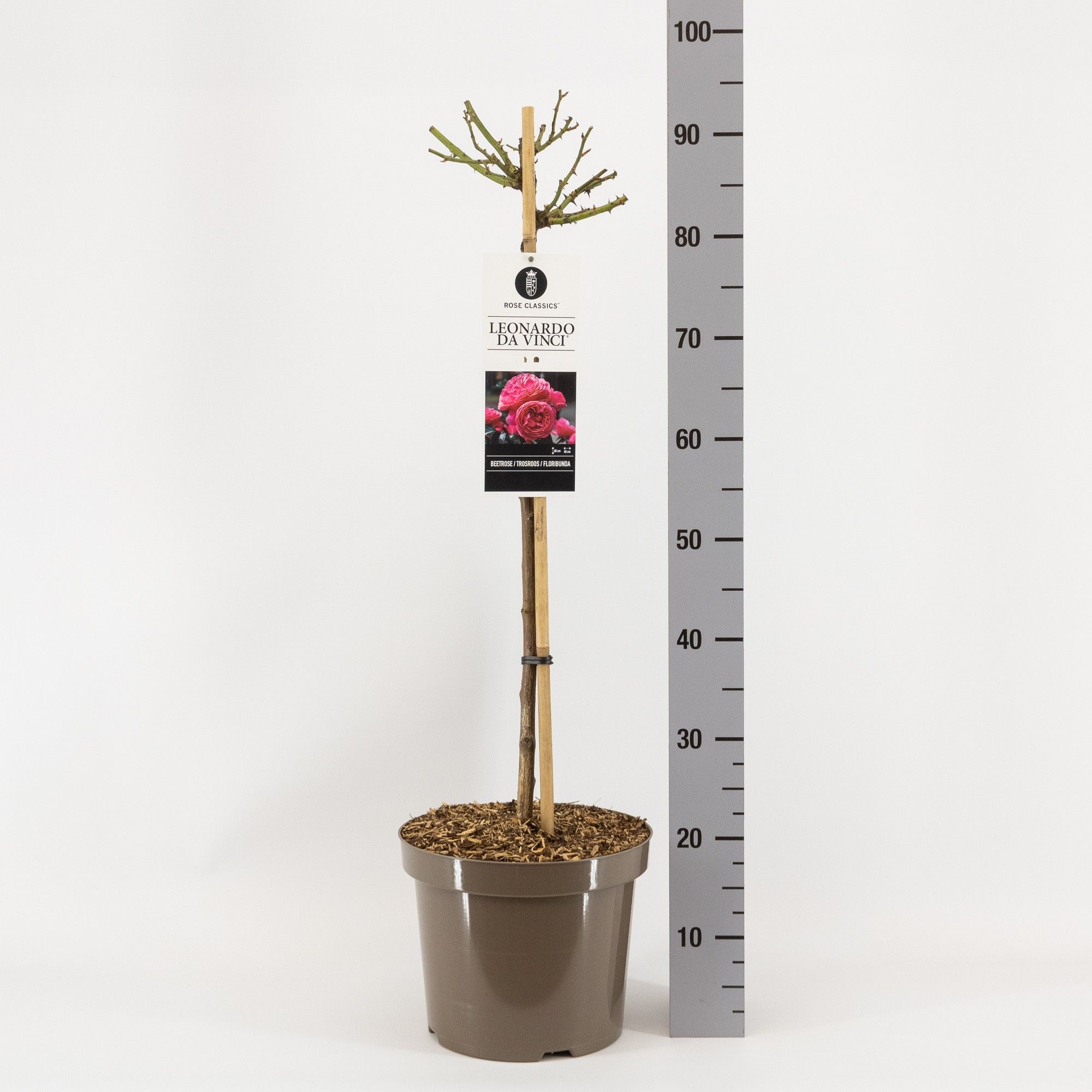 Rosa (F) Leonardo da Vinci ®, stam 70, C7.5, D 26