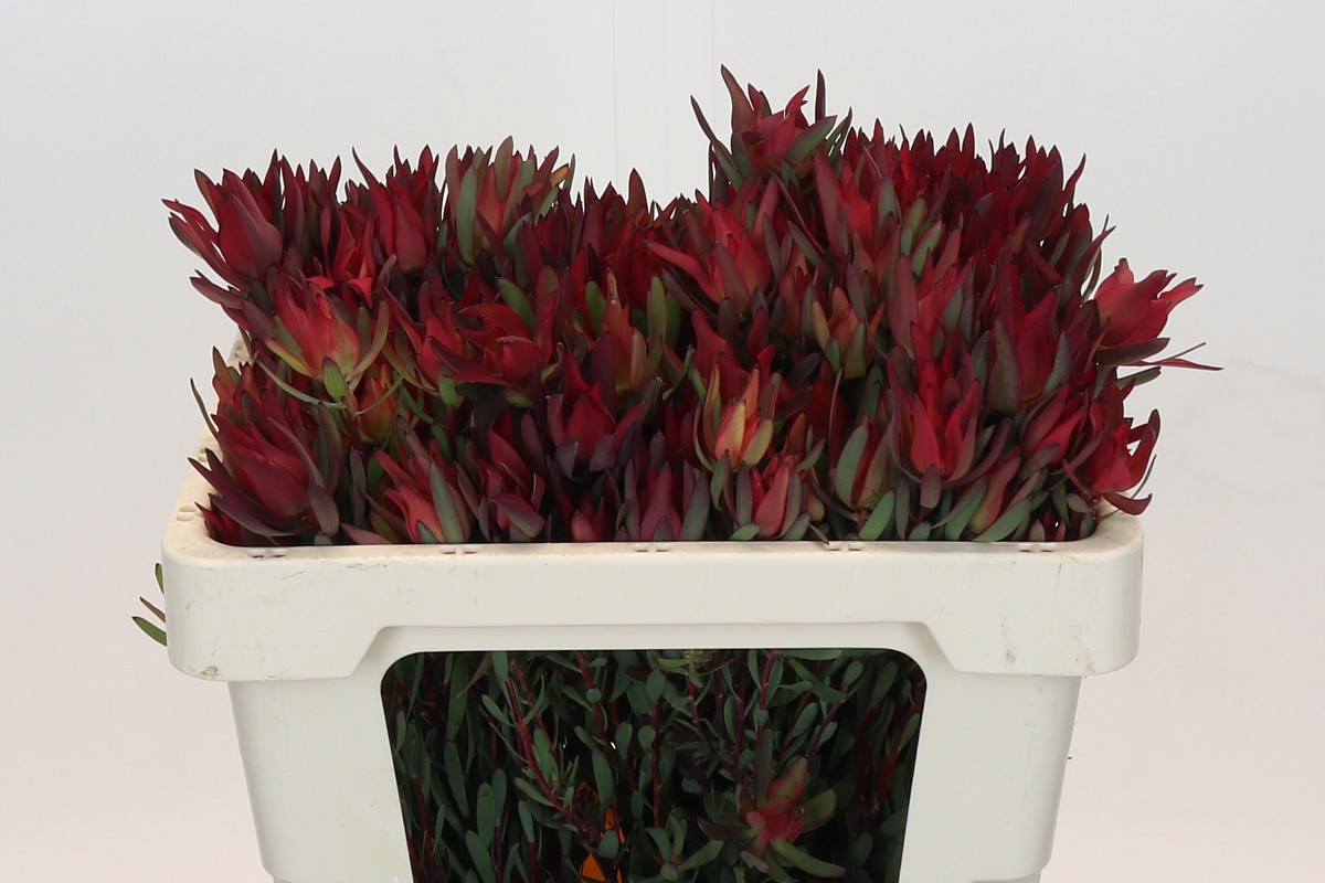 Леукадендрон Блаш 50 (красно-зел.), шт.